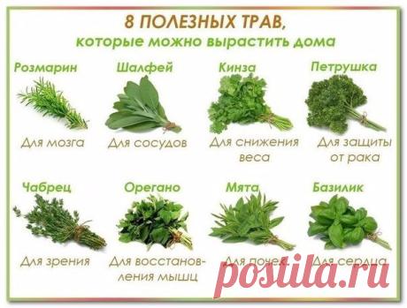 8 полезных трав, которые можно вырастить дома. • Розмарин. Для розмарина подойдут сухие грунты, с хорошими дренажными свойствами и нейтральной кислотностью. Семена сажайте поверхностным методом во влажную почву в ящики или цветочные горшки глубиной от 15 сантиметров. Затем накройте пленкой, поместите на 14 дней в прохладное место, с температурой +6ºС. После этого перенесите в теплое помещение. Семена будут прорастать около месяца. Следите, чтобы грунт был влажным, но не слишком. Для полива…
