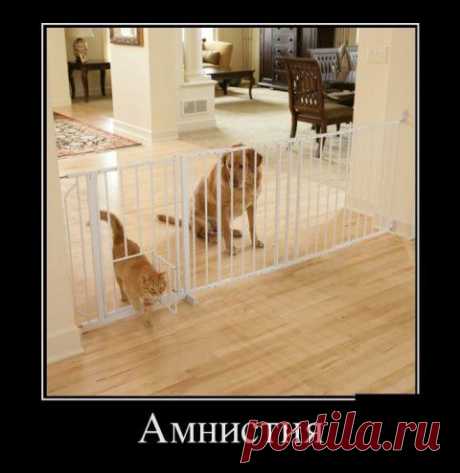 КОТЭ И ДРУГИЕ... (ОТ РЖЕВСКОГО)-16 | Сайт Союза Юмористов