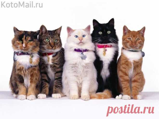 Медалисты | KotoMail.ru