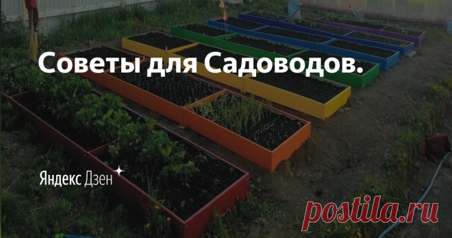Советы для Садоводов. | Яндекс Дзен Всем привет!
На этом канале будут выходить полезные советы про огород, кухню и другие важные вещи.
Для сотрудничества писать в личные сообщения.