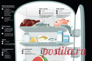 Как хранить продукты в холодильнике. Инфографика