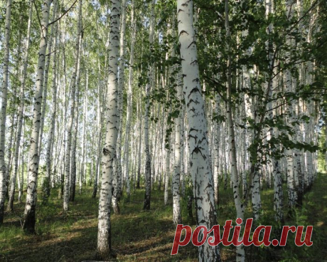 Притча о путях и направлениях