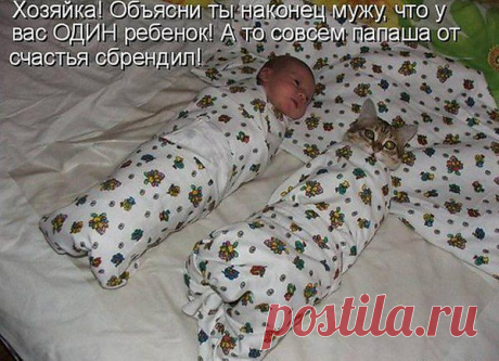 коты