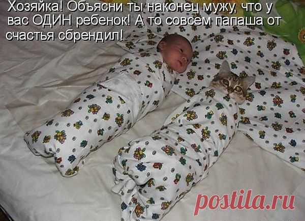 коты