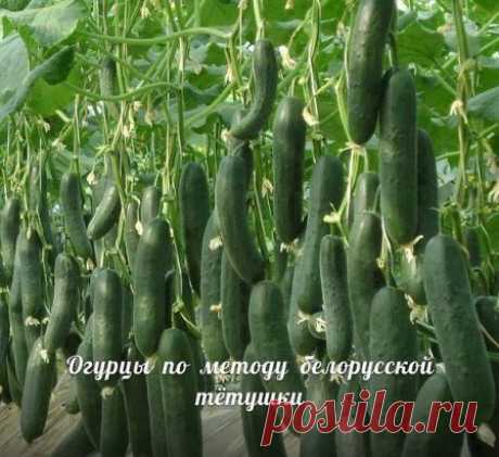 Сажаю огурцы по методу белорусской тётушки 
Прошлой весной мы ездили к родственникам в Белоруссию и привезли оттуда способ посадки огурцов в грунт, которым пользуется моя тетя, Вера Кирилловна, уже не один десяток лет. Для посадки она готовит следующие компоненты: перегной, древесную золу, кипяток и собственно семена. Инструмент, применяемый в этой операции, всем известен — это лопата. 
Копает небольшую грядку длиной 2 м и шириной 60–70 см. В ней делает лунки в шахматном порядке «через клетку»