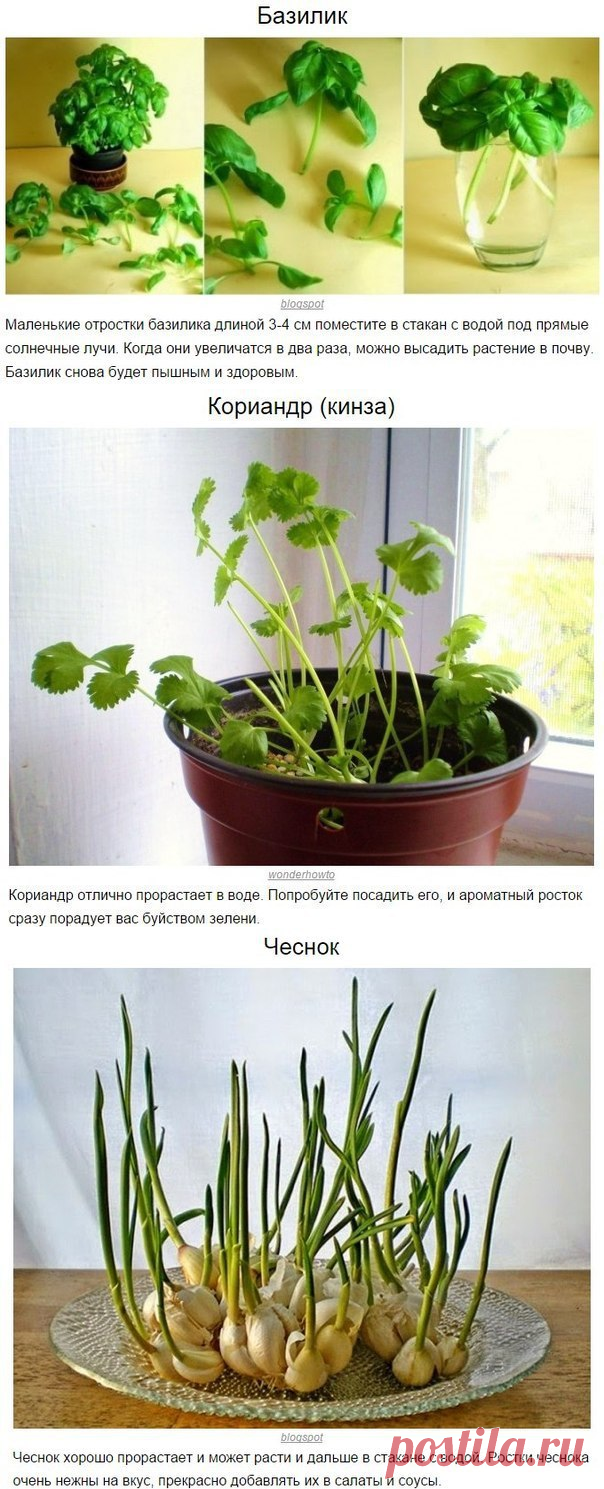 8 овощей, которые можно купить один раз, а потом выращивать всегда