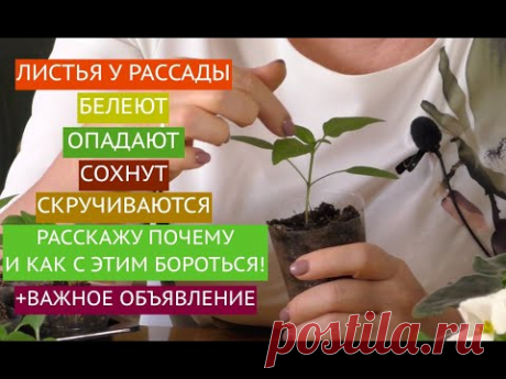 ЭТО ТОЖЕ ПОГУБИТ ВАШУ РАССАДУ - часть вторая!