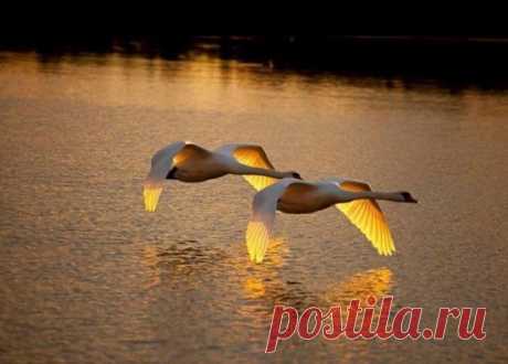 (48) Одноклассники