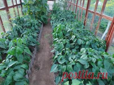 Где лучше растет перец: неожиданный сосед по грядке, удваивающий урожай. Огородники годами ищут идеального соседа для перца, чтобы кусты росли крепкими и давали больше плодов.