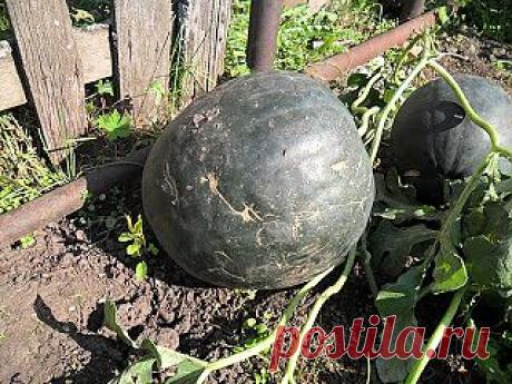 Дача ВИКТОРиЯ: Агротехника выращивания арбуза и дыни

Я у нас в Сибири садила арбузы и дыни на теплой навозной грядке, как огурцы. Боялась, что не вызреют, держала до последнего, не срезала с плетей. Арбузы были крупные и очень сладкие, а дыньки часть поспела, а часть немного дозревали на окне, но были тоже вкусными. Дыни были сорта Золушка, а арбузы Огонек и второй сорт привезли из Республики Тува (там они хорошо растут просто на земле). На плети оставляла по 2-3 плода и прищипывала.