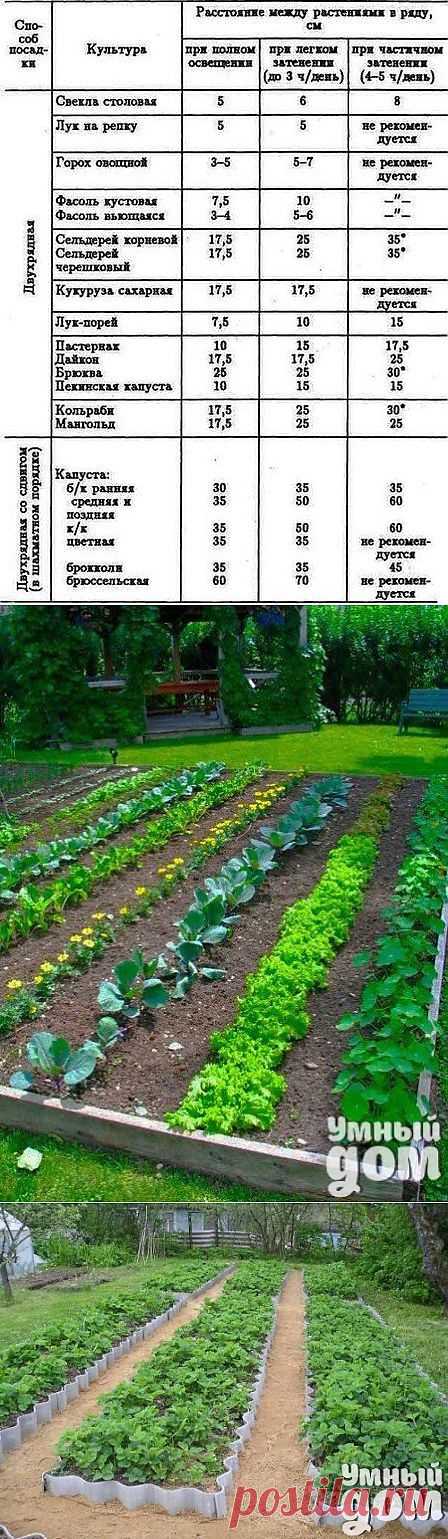 Сколько, чего и как "сажать"?