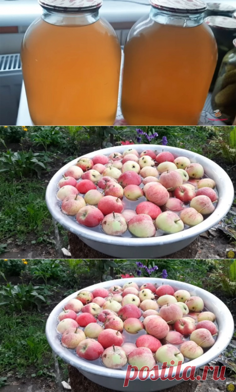 Как приготовить напиток “Живчик”🍏🍐 из яблок