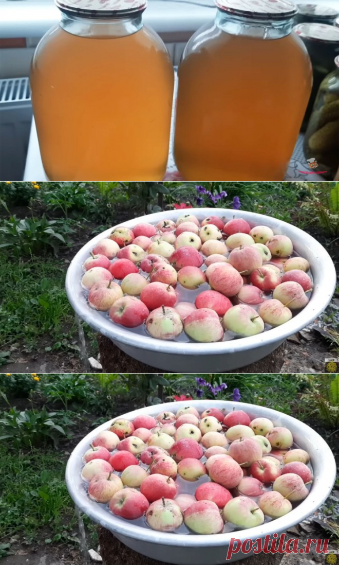 Как приготовить напиток “Живчик”🍏🍐 из яблок