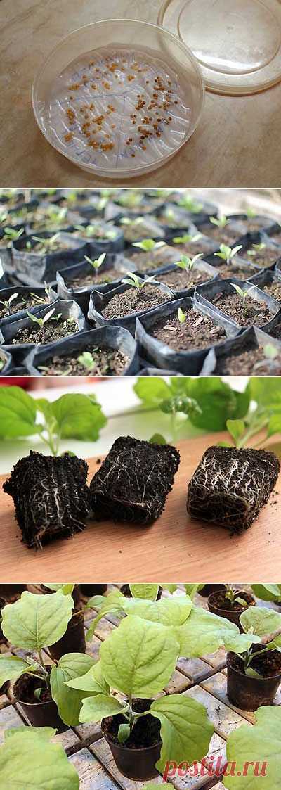Посадка баклажанов на рассаду. Выращивание рассады баклажанов. | Мое подворье