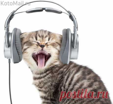 Отношение к жизни у меня музыкальное! Мне всё по БАРАБАНУ!
