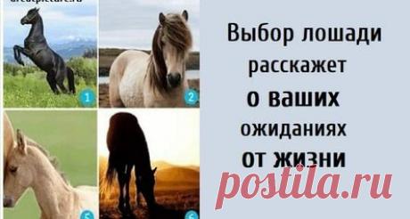 Выбор лошади расскажет о ваших ожиданиях от жизни