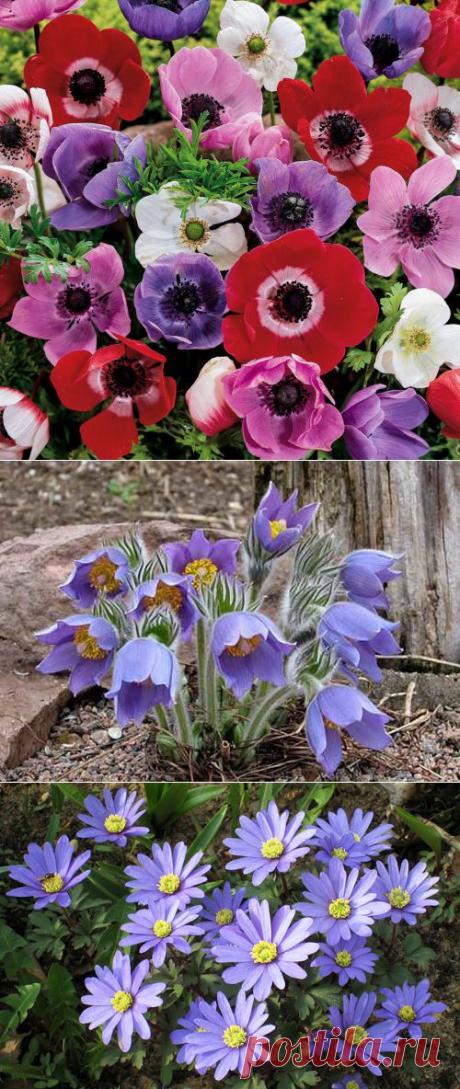ЭТИ ВЕТРЕНИЦЫ-АНЕМОНЫ | Самоцветик