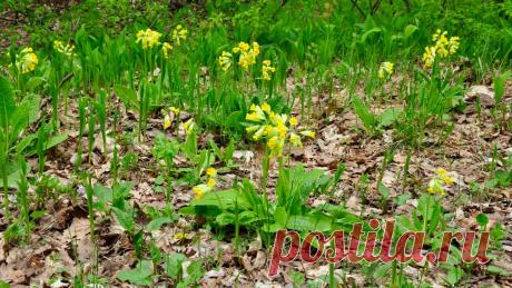 Примула – многолетнее растение, о котором стоит знать