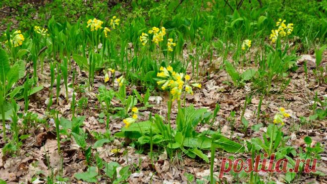 Примула – многолетнее растение, о котором стоит знать