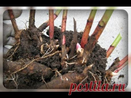 Когда и как пересаживать пионы