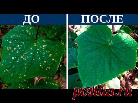 Как легко избавиться от желтых пятен на огурцах
