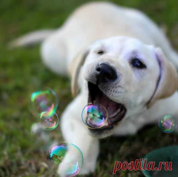 Звериный позитив.