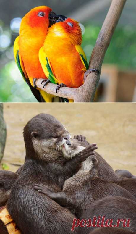 15 очаровательных фотографий поцелуев среди животных | Ультрамарин