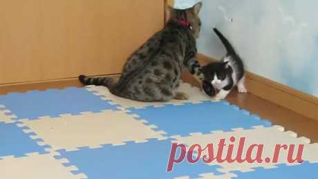 (130) Quiznatic Media