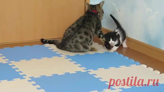 (130) Quiznatic Media