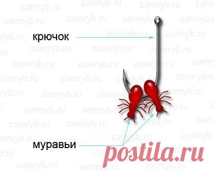 Как насаживать муравьев на крючок | Рыбалка и снасти | Яндекс Дзен