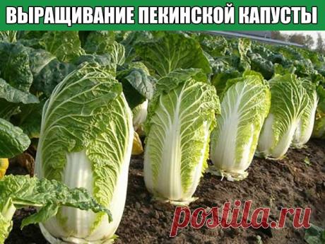 ВЫРАЩИВАНИЕ ПЕКИНСКОЙ КАПУСТЫ: ОСНОВЫ И СЕКРЕТЫ УРОЖАЯ
Выращивание пекинской капусты считается доступным каждому огороднику, будь то «зеленый» новичок или бывалый садовод со стажем. Растет этот неприхотливый овощ хорошо и быстро, легко получить два урожая за сезон, хранится великолепно, вкусен и полезен чрезвычайно, вот только есть у него три беды: стрелкование, крестоцветная блошка и слизни. 
Первый и самый важный секрет хорошего урожая пекинской капусты: сажать ее нужно ...
