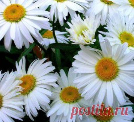 РЕЦЕПТЫ УСПЕХА.