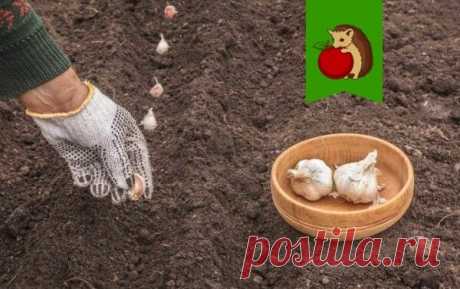 На какую грядку не стоит сажать озимый чеснок, если не хотите получить скудный урожай мелкого больного чеснока? | садоёж | Яндекс Дзен