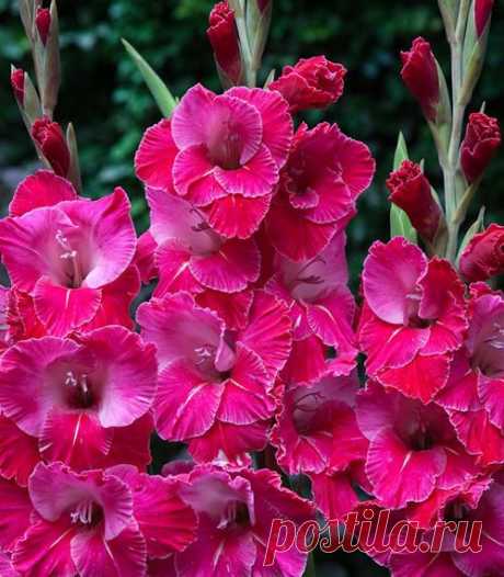 Gladiolus 'Eva Puixeu' | ''Gorgeous GLADS!