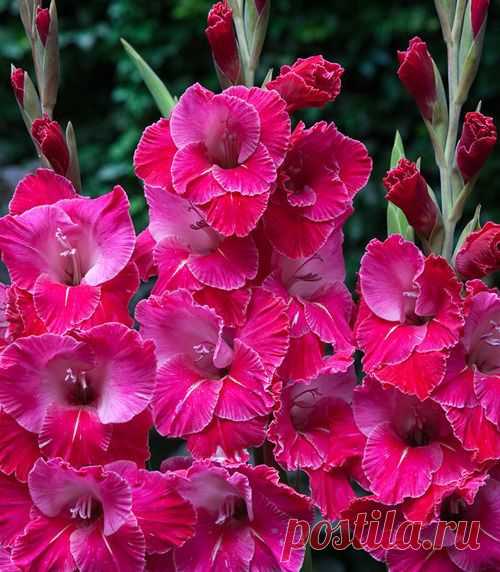 Gladiolus 'Eva Puixeu' | ''Gorgeous GLADS!