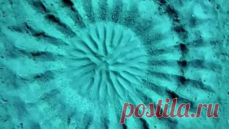 Рыбка-архитектор