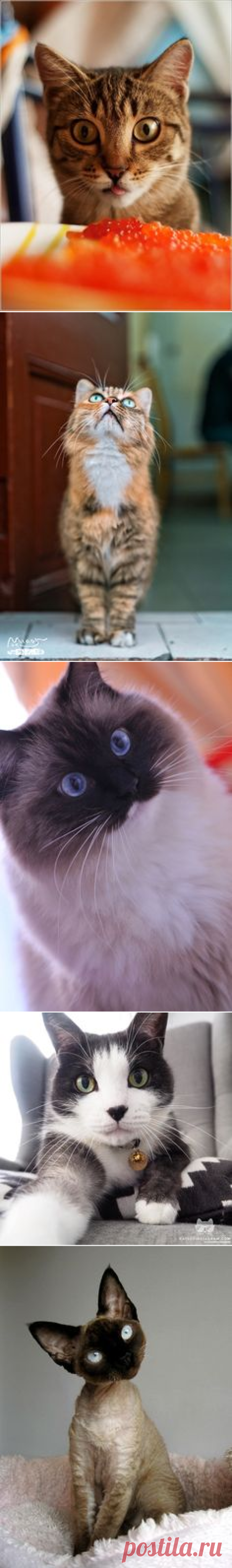 (11) Pinterest • Всемирный каталог идей