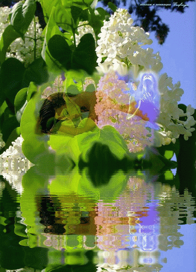 Живые фотографии – Живые картинки – Сообщество – Google+