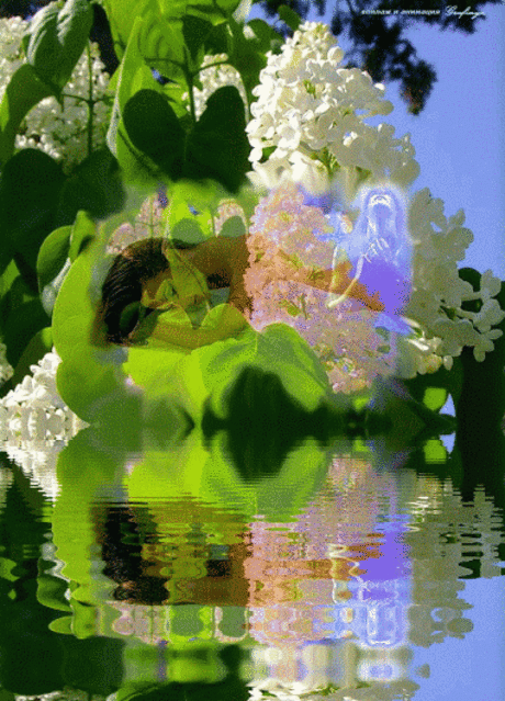 Живые фотографии – Живые картинки – Сообщество – Google+