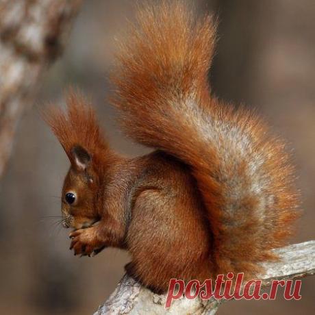 Забавные животные / Питомцы