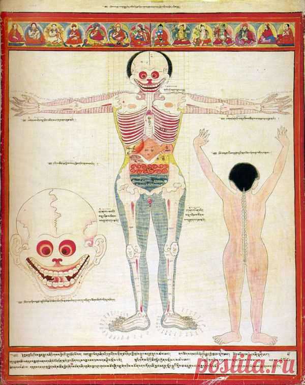 Тайны человеческого пульса | Это интересно!