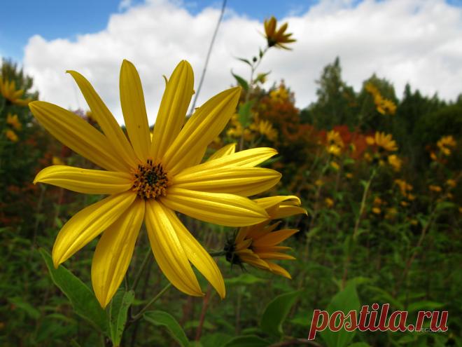 Земляная груша - Мастерок.жж.рф