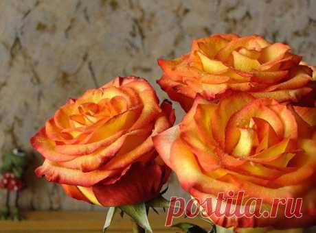 4D_qOqoxBVE.jpg (800×592)