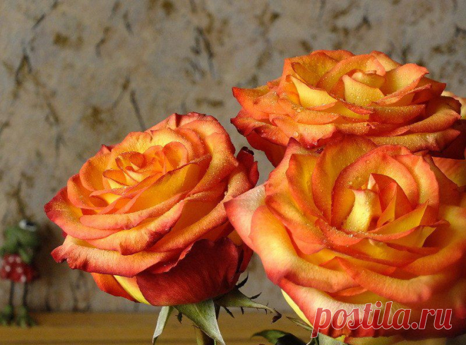 4D_qOqoxBVE.jpg (800×592)