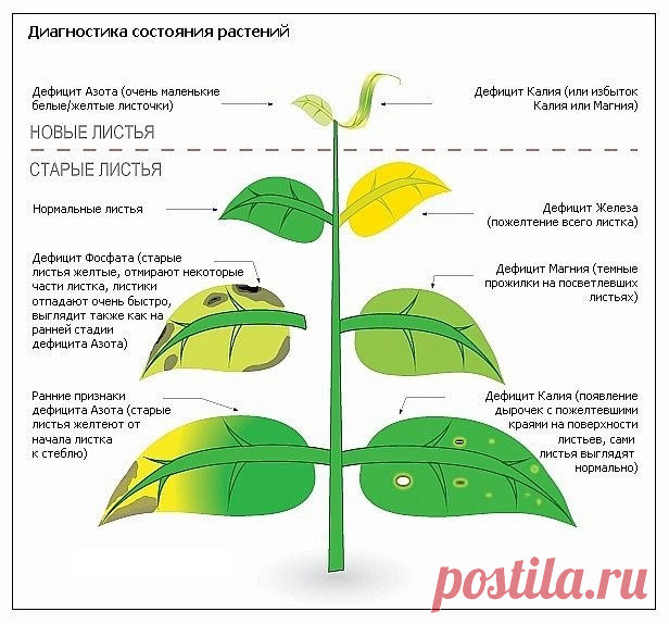 (40) Одноклассники