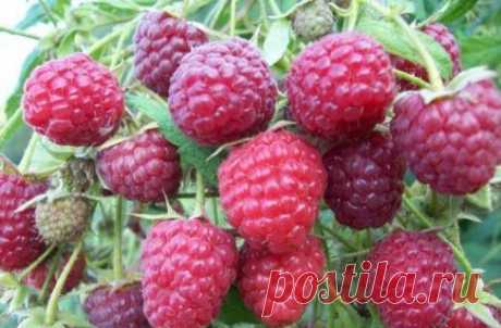 Как сделать чтобы малины было оочень много??

 Совет первый по уходу за малиной - шпалера

Малину надо обязательно выращивать только на шпалере, это доказано опытом миллионов.
Показать полностью…