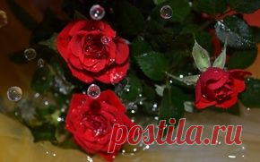 Цветы обои на рабочий стол - страница 79