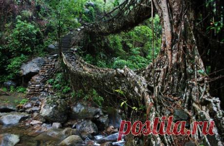 Корни фикуса и годы ожидания: как в Индии «строят» живые подвесные мосты