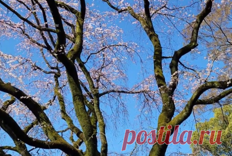 Japanese Weeping Cherry Tree Tips for Flowering Trees – Sparrow finds from Japan