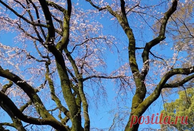 Japanese Weeping Cherry Tree Tips for Flowering Trees – Sparrow finds from Japan